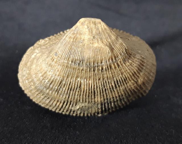 Aulosmilia archiaci (FROMENTEL 1862) - Bild © FossNet FossilienStore